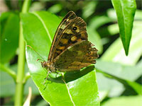Speckled wood perched on Laurel (Prunus laurocerasus).